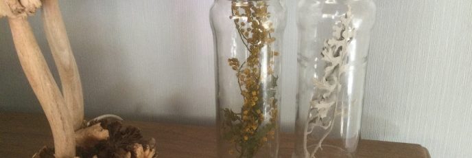 今はやりの植物図鑑なるものを空き瓶利用して作ってみました。左はミモザアカシア、右はシロタエソウです。