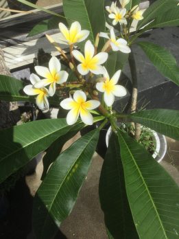 ハワイの花、プルメリア、白色で中心部分黄色です。日光大好き、